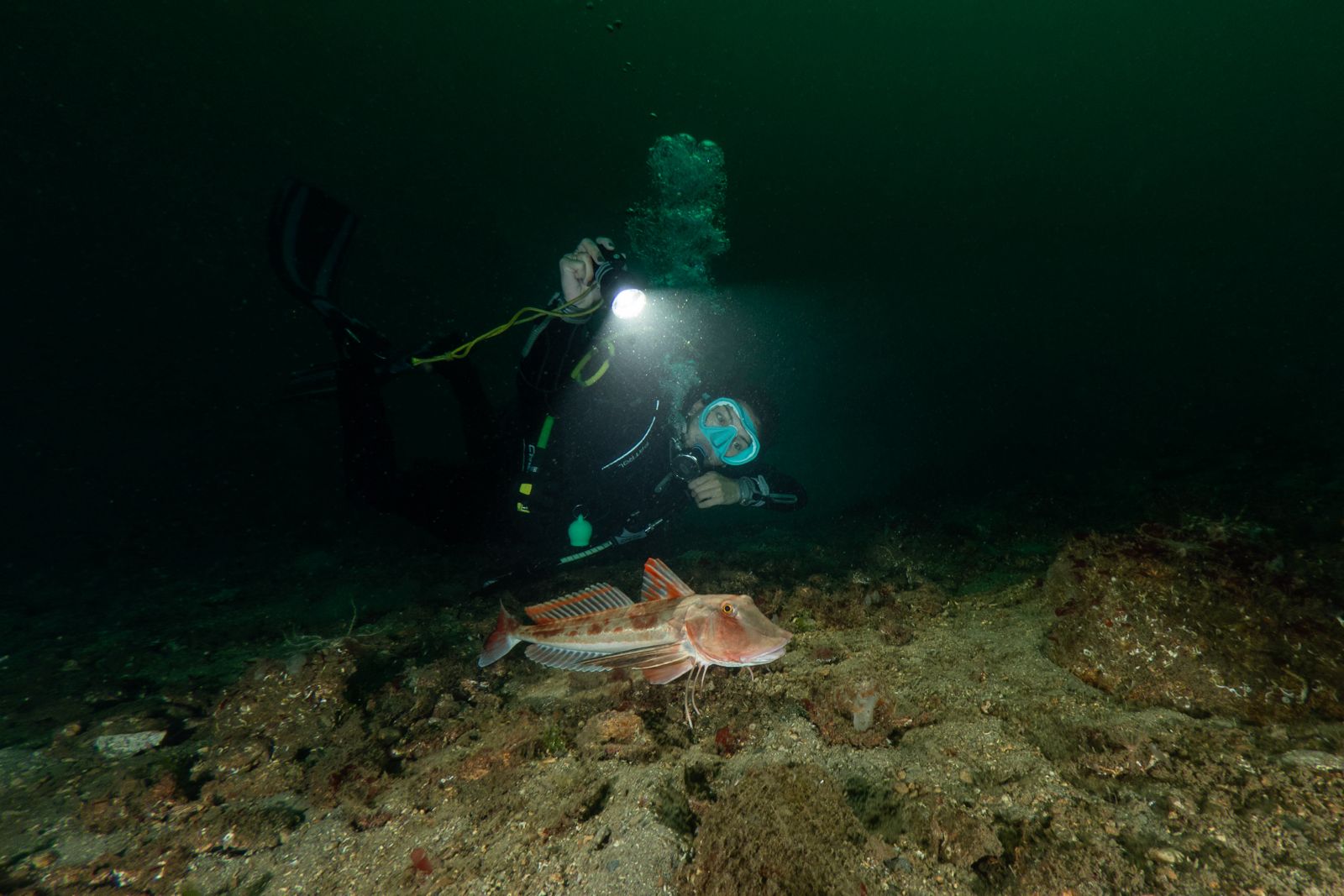 Sualtı dünyası uyumaz