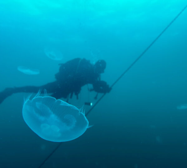 Open Water Diver